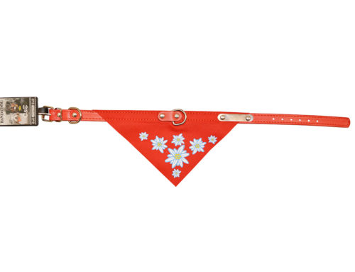 Bandadog edelweiss